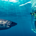 Safety First: Important Steps for an Amazing Oahu Shark Cage Diving Experience