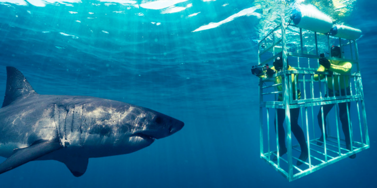 Safety First: Important Steps for an Amazing Oahu Shark Cage Diving Experience